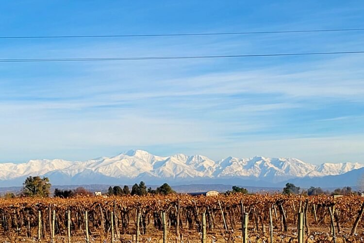 📈 Viñedos en Mendoza: Cuántas hectáreas se necesitan hoy para ser rentable