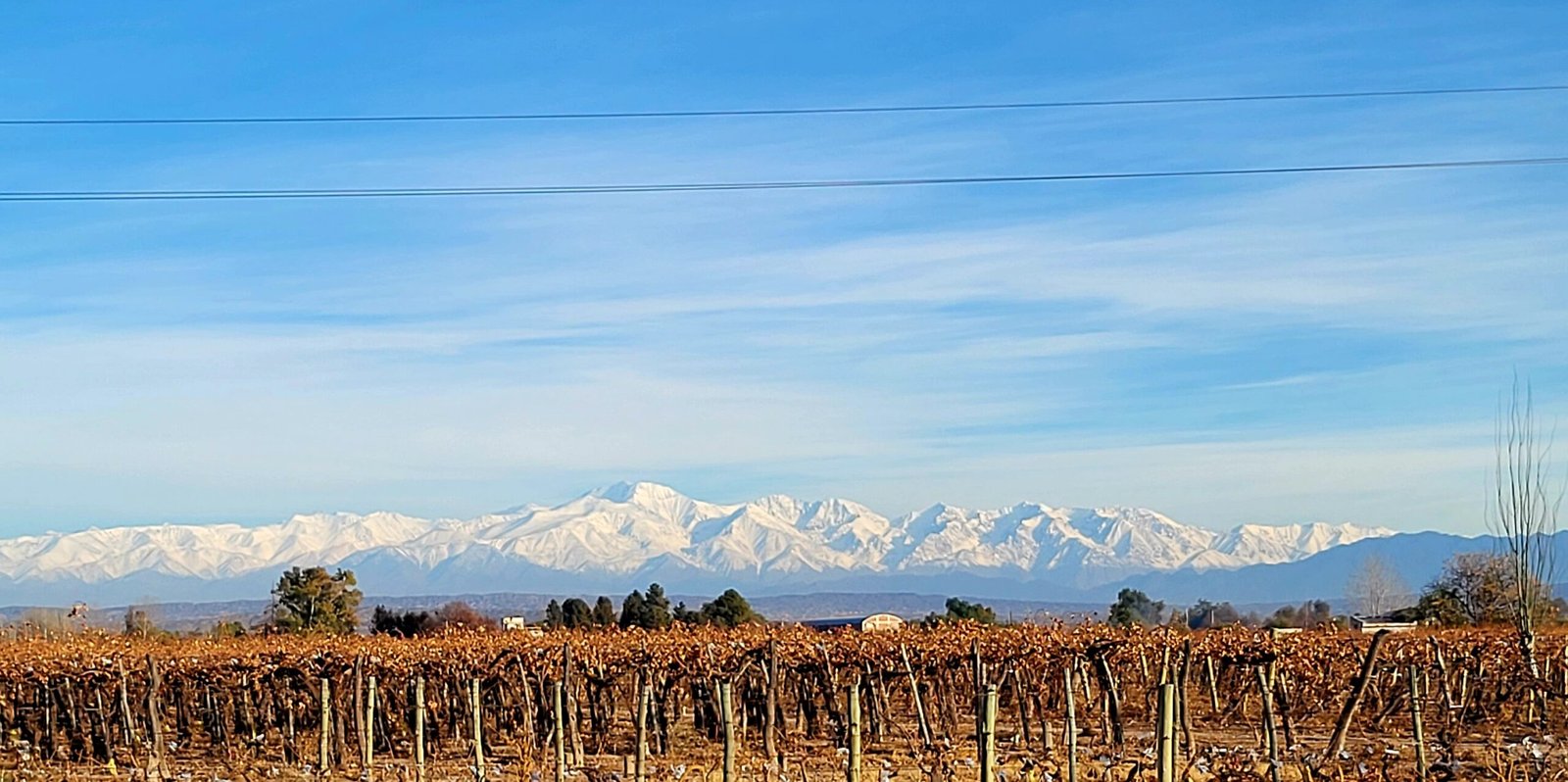 📈 Viñedos en Mendoza: Cuántas hectáreas se necesitan hoy para ser rentable