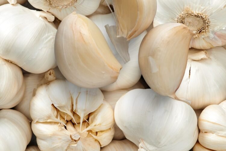 Panorama del cultivo de ajo en Mendoza