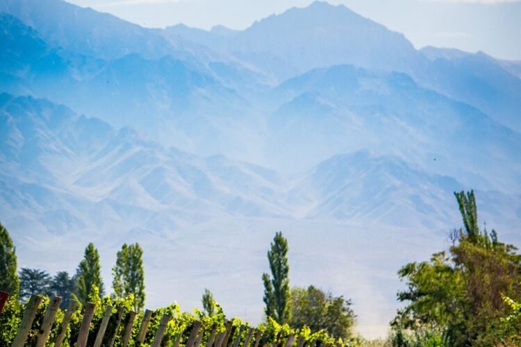 Historia del vino de Mendoza: de la vocación colonial al liderazgo global