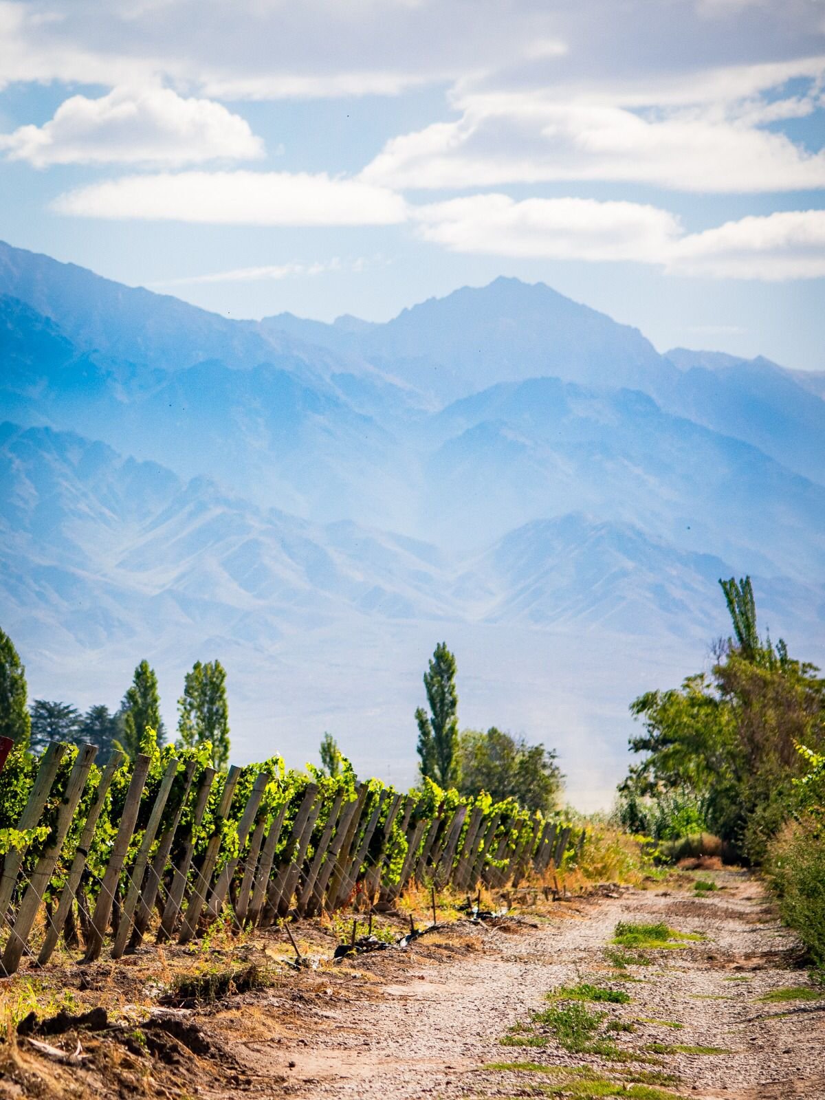 Historia del vino de Mendoza: de la vocación colonial al liderazgo global