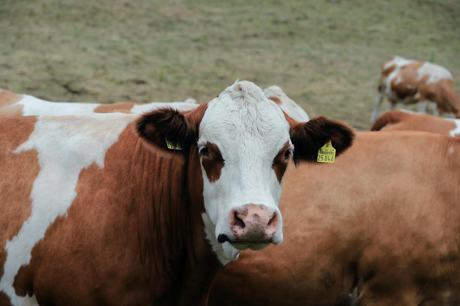 Incertidumbre y falta de rumbo: El fuerte reclamo del Grupo Lequio ante la crisis ganadera
