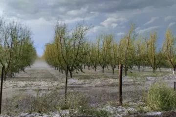 Mendoza declaró la Emergencia y Desastre Agropecuario: ¿Cuáles son las zonas alcanzadas?