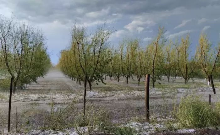 Mendoza declaró la Emergencia y Desastre Agropecuario: ¿Cuáles son las zonas alcanzadas?