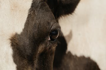 El dilema entre la ganadería y las hectáreas: ¿Es hora de vender vacas para comprar tierras?