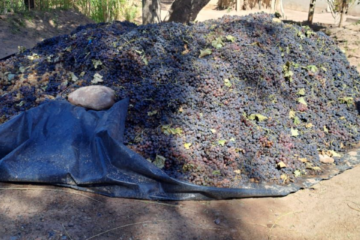 Mendoza agropecuaria 2023-2026: tres años de pinza letal