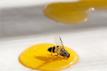 Mendoza avanza en la modernización de su ley apícola: qué cambia para el sector