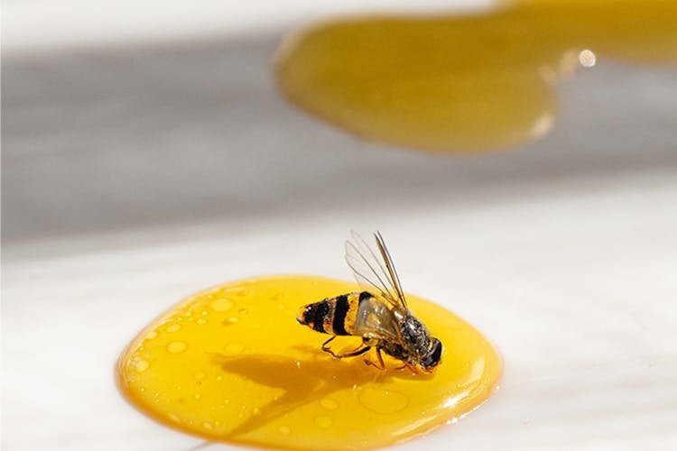 Mendoza avanza en la modernización de su ley apícola: qué cambia para el sector