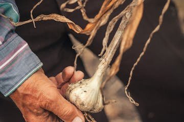 Porque no conviene invertir en agricultura en Mendoza