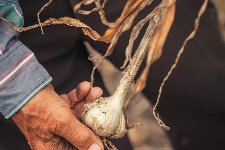 Porque no conviene invertir en agricultura en Mendoza