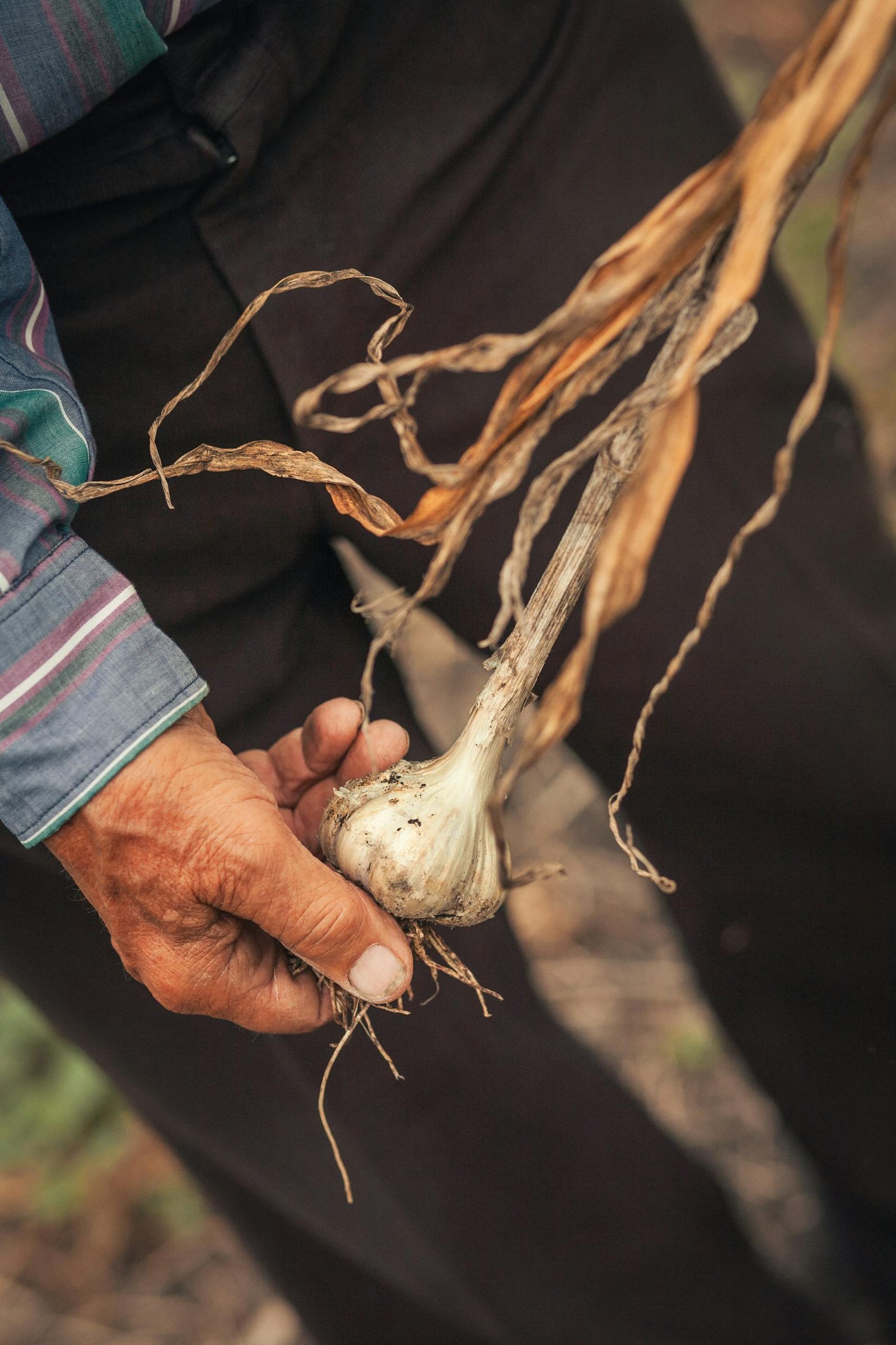 Porque no conviene invertir en agricultura en Mendoza