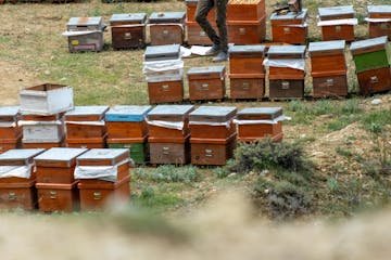Crisis en la exportación de miel: el gobierno corre de atrás ante regulación europea que conocía desde 2024