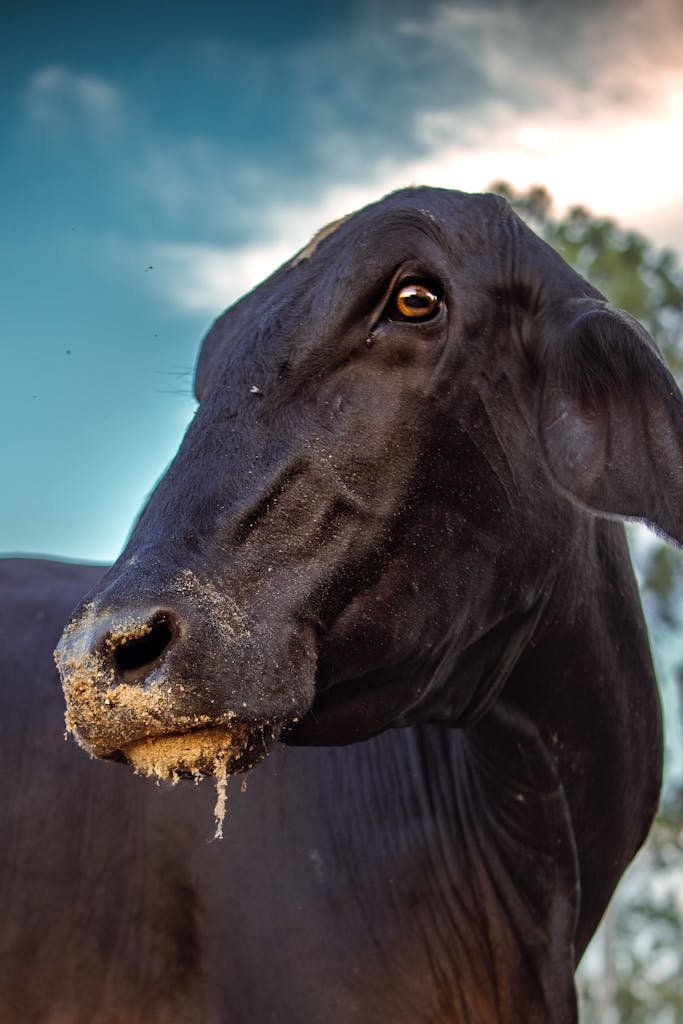 Close-up of a majestic black cow against a vibrant blue sky in Paraná, Brazil, showcasing its serene presence.