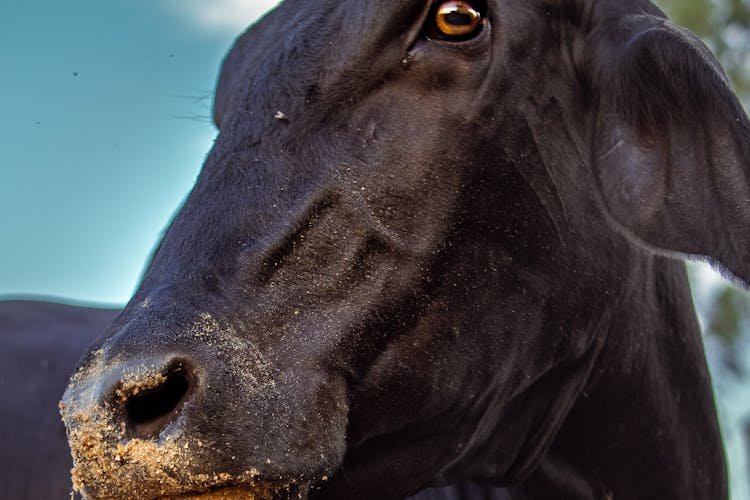 Insólito: Comunicado oficial sobre créditos para tambos es puro marketing y esconde información clave a los productores