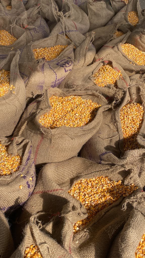 Fresh maize kernels packed in burlap sacks, captured in Kurukshetra, India.