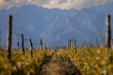 El dato que más debería preocupar en Cuyo: el vino, el ajo, el aceite de oliva y la uva de mesa no están exceptuados de los nuevos aranceles