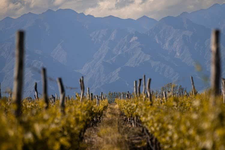 El dato que más debería preocupar en Cuyo: el vino, el ajo, el aceite de oliva y la uva de mesa no están exceptuados de los nuevos aranceles