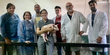 Ciencia pública argentina logró editar cerdos para trasplantar sus órganos a humanos