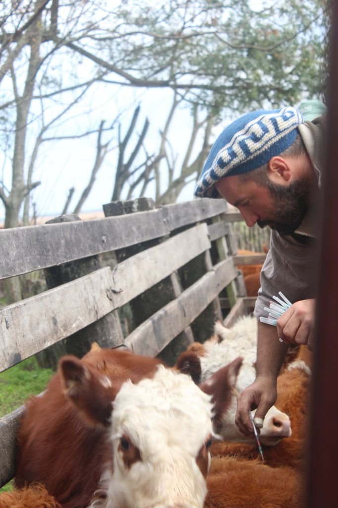 A farmer caring for cows in a rustic farm setting, outdoors in daylight.