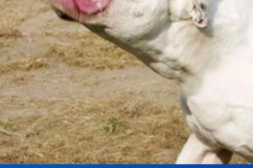Mientras Córdoba avanza hacia la prohibición de razas peligrosas, en Mendoza los perros sueltos siguen sin control: piden que vuelvan las perreras municipales