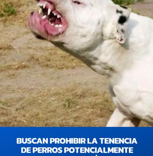 Mientras Córdoba avanza hacia la prohibición de razas peligrosas, en Mendoza los perros sueltos siguen sin control: piden que vuelvan las perreras municipales
