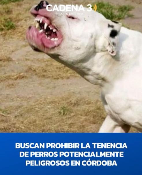 Mientras Córdoba avanza hacia la prohibición de razas peligrosas, en Mendoza los perros sueltos siguen sin control: piden que vuelvan las perreras municipales