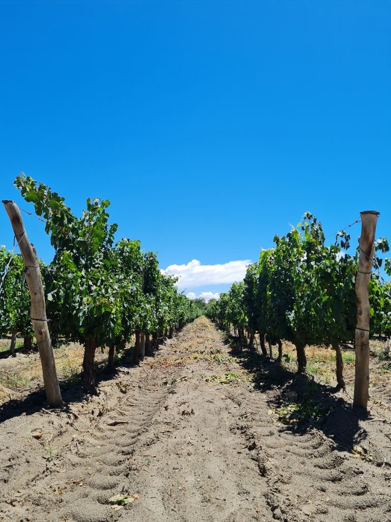 A vibrant vineyard with lush grapevines under a clear, bright blue sky.