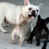 Cachorros de Bulldog Francés sociables y juguetones
