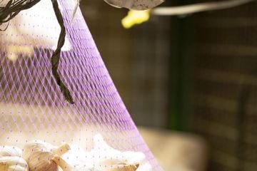 Dictamen Económico-Financiero: Viabilidad y Proyecciones de Precio para el Cultivo de Ajo en el Valle de Uco