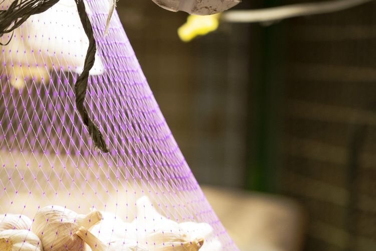 Dictamen Económico-Financiero: Viabilidad y Proyecciones de Precio para el Cultivo de Ajo en el Valle de Uco